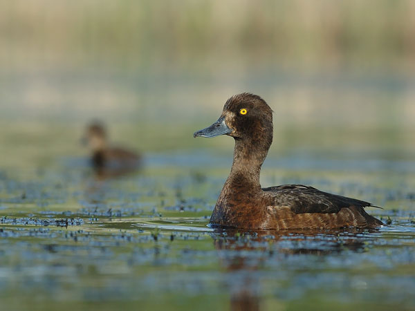 Tukkasotka, Tufted Duck, Aythya fuligula